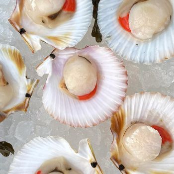 Premium Frozen Queen Scallops Cleaned Tender Juicy Natural Flavor Fresh Seafood Perfect for Restaurants Hotels and Catering Supply - PILOTEXPORT IMPORT AND EXPORT LTD - South Africa
