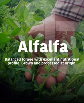 Argentinian Alfalfa - Sun dried - Premium Quality - Green Packaging Bale Quality Premium Color Dry green Origin - Facu Natural Food - United Arab Emirates