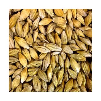 Bulk barley grain wholesale supply with fast global delivery Features GMO-Free Type Einkorn Wheat Shelf Life Extended Moisture Content Low - MASI TRADING GMBH - Germany