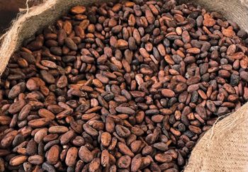 Cocoa Beans Ph Level 5.2–6.5 Moldy Beans Max 3% Flat Beans Max 1–2% Slaty Beans Max 3–5% Grade Grade I (premium) Moisture Content Max from MJRD CHEMICAL TRADING Cocoa Beans Ph Level 5.2–6.5 Moldy Beans Max 3% Flat Beans Max 1–2% Slaty Beans Max 3–5% Grade Grade I (premium) Moisture Content Max – product photo, Flat Beans products found from trusted suppliers, wholesalers, manufacturers & exporters Listing