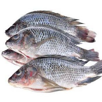 Frozen Tilapia Export, 300-500g Whole Round Tilapia Fish Cut Other Freshness Level Frozen Degree of Processing Other Features No Artificial Flavors, No Preservatives, Organic, Without Colourants - Exigentelaxia Unipessoal Lda - Portugal