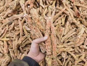 Rhodiola Rosea Root (CITES Certified) – Bulk Supply from SIA Mushrooms Latvia Rhodiola Rosea Root (CITES Certified) – Bulk Supply - SIA Mushrooms Latvia - Latvia