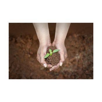 Peat moss wholesale offered for nurseries plant growers and retailers Bulk peat moss for soil from Koto Global Trade SPRL Peat moss wholesale offered for nurseries plant growers and retailers Bulk peat moss for soil - Koto Global Trade SPRL - Belgium