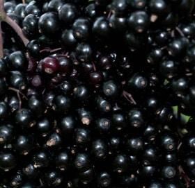 Frozen Elderberry - ECO BERRY FARM - Ukraine