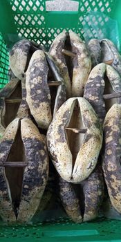 SEA CUCUMBER DRY - U ARTOMORO - Indonesia