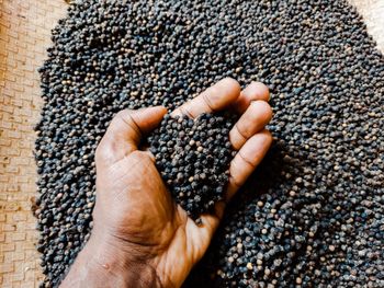Organic Black Pepper Form Ground Origin India Moisture ≤ 12% Features Organic Delivery Form Bag Size 3 Mm – 12 Mm Light Berries ≤ 2% - Kannagi Foods - India