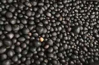 Palm Kernnel – product photo, Palm Kernel Olein products found from trusted suppliers, wholesalers, manufacturers & exporters Listing