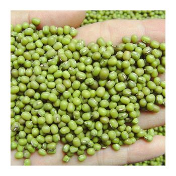 Exportable Food Grade Munggo Current Year Crop Organic Cultivation Best Trade Certified Products Fresh Monggo Green Mung Beans – product photo, Fresh Organic Green Bananas products found from trusted suppliers, wholesalers, manufacturers & exporters Listing