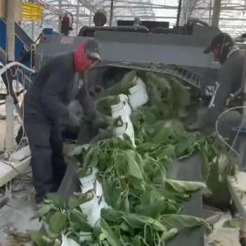 Hsd Reusable Polypropylene PP Woven Debris Removal Tarp Roll for Greenhouse Vegetable Waste Conveying and Shredding Equipment Width 46'' Length 100m 135m Tarp - Jiaxing Hongshida Technology Co., Ltd. - China