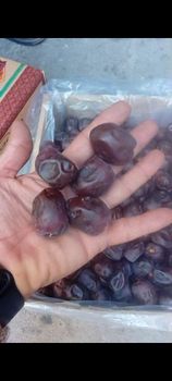 Dates - Hatam impex private company - Iran