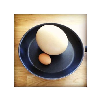 Discount price ostrich eggs arranged for bulk buyers with consistent quality - Koto Global Trade SPRL - Belgium