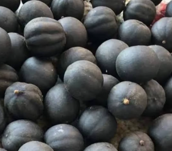 Dried Black Lemons Shelf Life 2 - PT EUGENE RANDHIKA DANISWARA - Indonesia