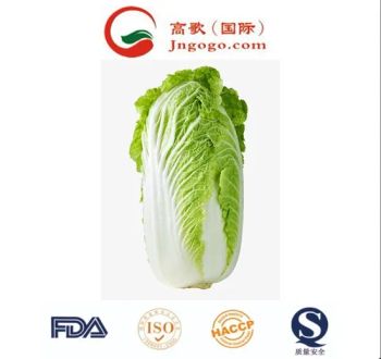 Good Cabbage Price Frozen Chinese Cabbage Kind Fresh Size 1.5kg Color Green Origin China Trademark GOGO HS Code - Jinan Gogo International Trade Co., Ltd. - China