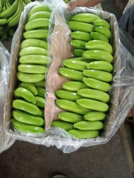 Premium Cavendish Banana - Ramia Export Company - United States