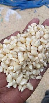 White maize - The Grainery - Tanzania