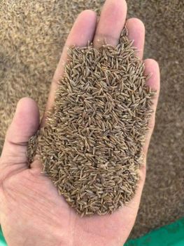 Cumin Seed - SUPER PLASTIC - India