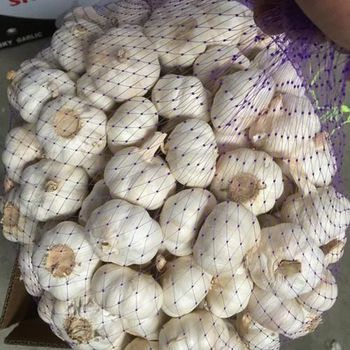Pure Fresh Garlic 6.0cm Large White Garlic Bulbs Cheap Bulk Wholesale Supply from A.C.P. AGRICULTURE COMPANY LIMITED Pure Fresh Garlic 6.0cm Large White Garlic Bulbs Cheap Bulk Wholesale Supply - A.C.P. AGRICULTURE COMPANY LIMITED - Thailand