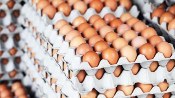 Farm Fresh Brown and White Shell Chicken Table Eggs Grade A Size 5 G Part White Type BROWN Length 3 Cm Style Fresh Organic Yes - RJS TRADING LIMITED - United Kingdom