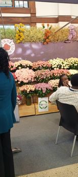 fresh cut roses, summer flowers and carnations - Mimmark Exports Ltd - Kenya