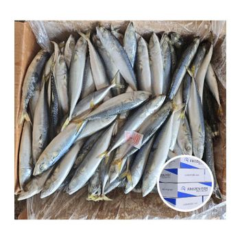 Frozen Atlantic Mackerel Fish Premium Quality Ocean Harvest Product For Seafood Wholesalers And Export Demand - TOSOH INTERNATIONAL - South Africa
