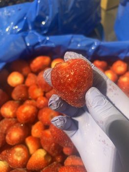 STRAWBERRY FROZEN - ART LOG MAROC - France