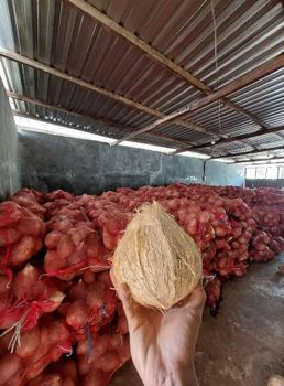 Semi Husked Coconut Grade Ab Origin Indonesia Oil Content High Moisture Content ≤ 13% Meat Thickness ≥ 12 Mm Shell Condition Hard, Uncracked, Intact - Linggau Jaya Eksportir - Indonesia