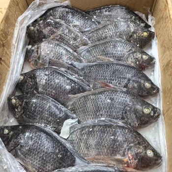 High quality Fresh Frozen Tilapia Fish / Frozen Whole Round Tilapia Fish / Tilapia Fillet Black Meat - Banyen Inter Corp - Thailand
