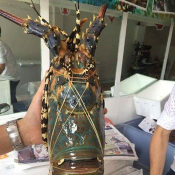 Frozen Fresh Lobsters Responsibly Harvested Seafood Featuring Remarkable Fresh Condition And High Market - TOSOH INTERNATIONAL - South Africa