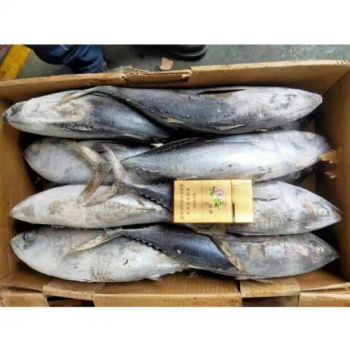 Frozen Tongol Tuna Fish 750g up Style Whole HS Code 030389 Processing BQF Trademark HEALSEA Origin Fujian, China Specification 750g - HAIZHISHI FOOD TRADING CO., LTD. SHISHI CITY - China