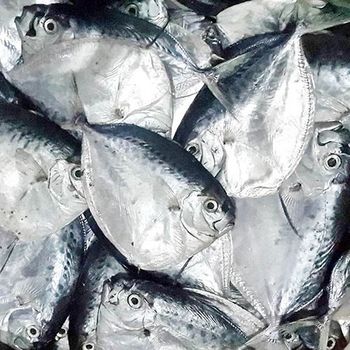 Vietnam Seafood Supplier Frozen Sea Frozen Moonfish Whole round - NATURAL FOODS PLUS COMPANY LIMITED - Vietnam