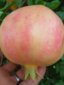 Pomegranate - hamza - Hong Kong