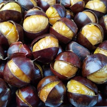 Fresh Water Chestnut From Gimex Deep Purple Sweet Cool Round Pattern 1kg Plastic Box - TRADECENTRIC LLC - United States