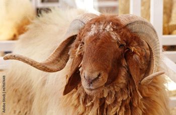 Low price live awassi sheep offered in bulk supply Grade Top Packaging Bulk Type Live Awassi Sheep Disease Resistance Strong - Mutlu Et Mustafa - France