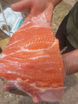 Salmon - mabna - Iran