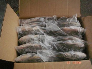 IQF Frozen Tilapia 550/750g Whole Gutted and Scaled-Premium Quality - 龙海市格林水产有限公司 - China