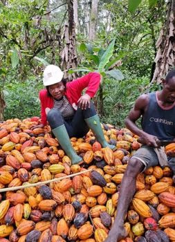 Cocoa Beans - RootSpring Agro Export Ltd - Nigeria