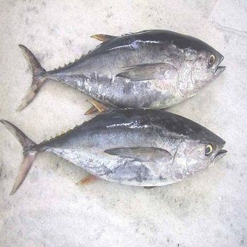 IQF Frozen Yellowfin Tuna Saku Block Sushi Sashimi Grade Loin Trimmed Clean Cut Vacuum Sealed Portion Raw Fish Cube