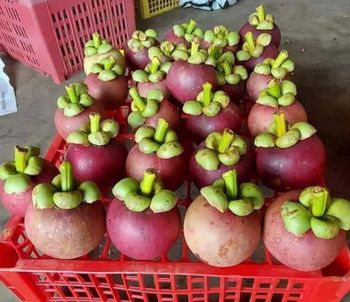 Fresh Mangosteen Packaging box, basket Grade A (export quality) Availability Almost Year-round Fruit Size 4a – 5a Calibration - PT. CITRA TAMA JAYA INDO - Indonesia