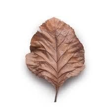 PREMIUM DRIED TEAK LEAVES FOR AQUASCAPE & AQUARIUM Features Organic Origin Indonesia Product Type TEAK LEAVES - NUSA TEAK - Indonesia