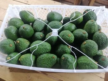 avocado hass - Ocean gate Trading Company - Saudi Arabia