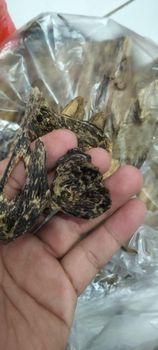 Agarwood Nort Kalimantan - PT Lucky Light Trade - Indonesia