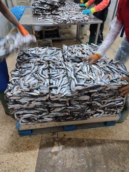frozen sardine - NH SEA FOOD - Morocco