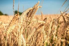 Premium Durum Wheat (Hard Wheat Grain) Grade A Purity High Texture Hard Shelf Life Long Uniformity High Color Amber-golden - TRADE NEPAL LLC - United States