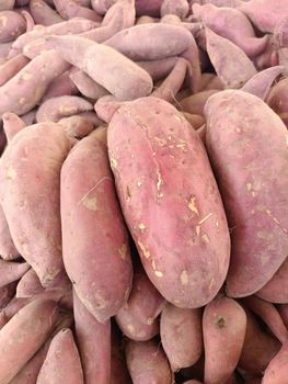 Premium Fresh Sweet Potato for Export – High Quality Red Skin Sweet Potato Bulk Supply - YA Corporation Co., Ltd. - Thailand