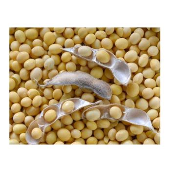 Non Gmo Soybeans / Soya Beans, Soy bean Seeds and Soya bean Seeds -  CALIPSO POLSKA SP Z OO  - Poland
