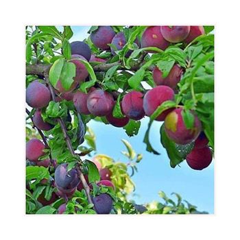 Hot Sale Direct from the Farm Fresh Beef Cherry Plum Tomatoes Vegetables - Queen Tiye for Import and Export Food Staff - Egypt
