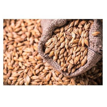 High Quality Barley Grains For Malt | Barley For Animal Feed Available For Sale At Low Price  -  CALIPSO POLSKA SP Z OO  - Poland