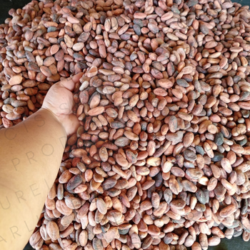 Flavor Cocoa Single Origin Madagascar Cacao Beans - DUREL PRODUCTS  - Madagascar