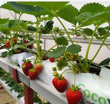 Cocopeat growbag Ph Range 5.5 – 6.5 Moisture Content 15% – 20% Water Retention Capacity High Nutrient Retention Capacity - Koperasi Madya Hikmah Sejahtera  - Indonesia