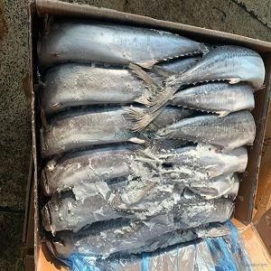 Tunny - FISHERIES INTL - Mauritania